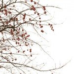 The Sea Wolf Mutiny Release The Apple Tree
