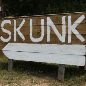 Skunk